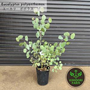 日本花キ流通 ユーカリ 苗 ポポラス 4号鉢 ポリアンセモス ポルプネア
