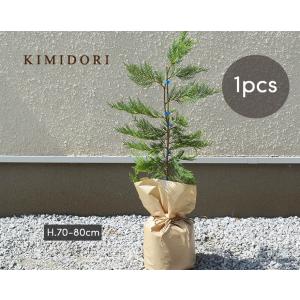 レイランディ 70−80cm 鉢植え 苗 生垣 シンボルツリー 植木 庭木 ガーデニング クリスマスツリー 園芸 自家生産｜kimidori-onlineshop