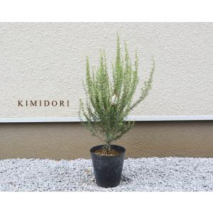 ローズマリー苗大株 落葉樹の植木 庭木 の商品一覧 苗木 植木 花 ガーデニング 通販 Yahoo ショッピング