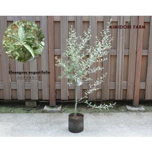 ロシアンオリーブ 植木 庭木 植栽 ヤナギバグミ スナナツメ サジー 耐寒性低木 落葉樹 鉢植え ガーデニング シンボルツリー シルバーリーフ