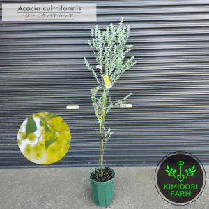 アカシア ミモザ オーレア Pure Gold ピュア ゴールド オージー