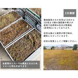 スギゴケ 杉苔 1平米 2平米 5平米 10平...の詳細画像2
