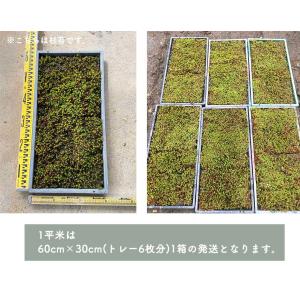 スギゴケ 杉苔 1平米 2平米 5平米 10平...の詳細画像3
