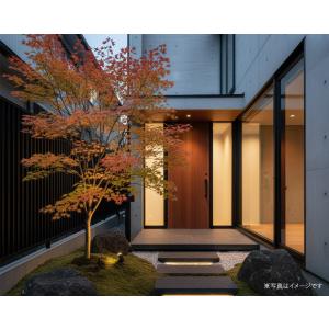 スギゴケ 杉苔 1平米 2平米 5平米 10平...の詳細画像5