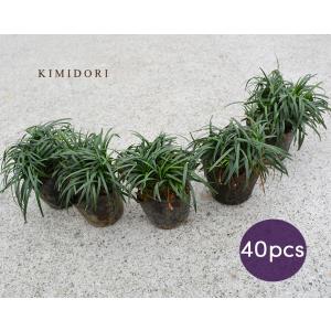 タマリュウ 40個セット 7.5cmポット 苗 グランドカバー 玉竜 常緑 植物 雑草対策 ガーデニング 植木 庭木 花壇 エクステリア 駐車場 コンクリート 隙間