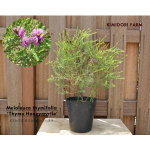 アカシア フェニックスゴールド フロリバンダ 約40-60cm 観葉植物 植木