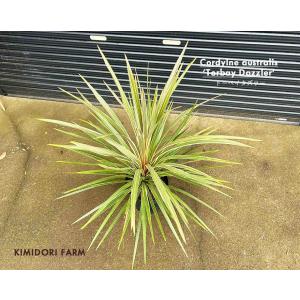 コルジリネ トーベイダズラー（白ドラセナ）大株 : 打出農園 - 通販