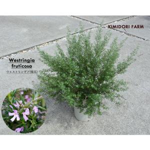 ウエストリンギア 斑入り ウエストリンギアスモーキーホワイト 8号 鉢