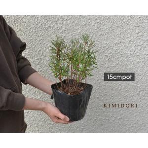 低木 常緑 生垣 苗木 植木 の商品一覧 花 ガーデニング 通販 Yahoo ショッピング