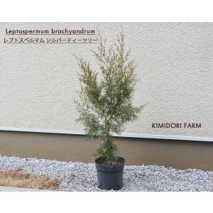 21春夏 アカシア スピネセンス オージープランツ 約100cm オーストラリア シンボルツリー 植木 庭木 ガーデニング 個性的 かっこいい おしゃれ クーポン配布中 交換無料 Farmerscentre Com Ng