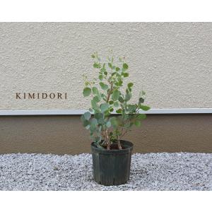 ユーカリ ポポラス 30-50cm 鉢植え 観葉植物 人気  おしゃれ