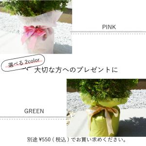プレゼントラッピング 植木 カラー ピンク グリーン メッセージカード ありがとう お祝 おめでとう プレゼント リボン 包装 ギフト コニファー 贈り物 記念｜kimidori-onlineshop