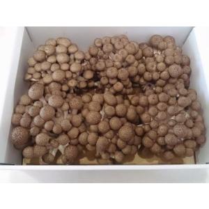 南信州産ぶなしめじ　一株（約180g以上）　6個入り