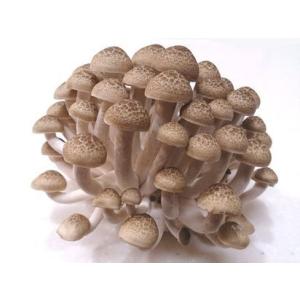 南信州産ぶなしめじ　一株（約180g以上）　8個入り