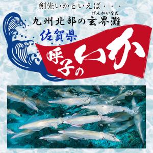 イカ 呼子のイカ 呼子剣先いか姿造り(約100...の詳細画像3