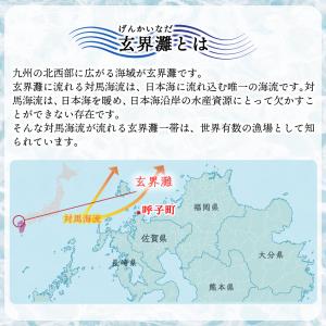 イカ 呼子のイカ 呼子剣先いか姿造り(約100...の詳細画像4
