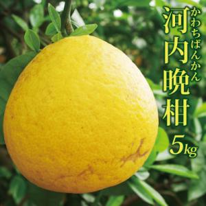 ※外観が多少悪いです。愛媛産 精品河内晩柑5kg(かわちばん...