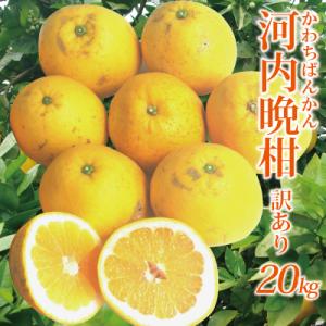 愛媛産 訳あり河内晩柑20kg(かわちばんかん)(サイズM〜...