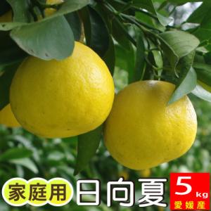 入荷中！愛媛産 日向夏 家庭用 5kg 小夏 ニューサマーオレンジ｜kinahaiya