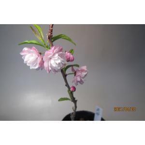 庭桜の商品画像
