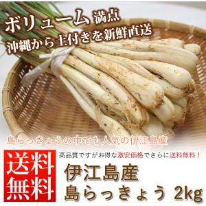 島らっきょう(伊江島産) 浅漬け【50g 5個セット】【冷蔵】送料無料