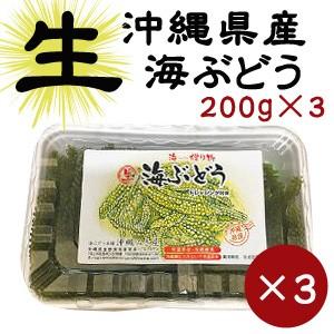 【生】海ぶどう200g×3パックセット｜kinchanchinoumibudou