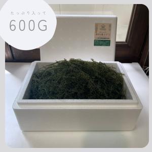 【3日間限定増量企画！】茎付き海ぶどう500g＋100g増量致します！(専用タレ付き)