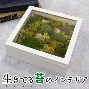 苔 テラリウム インテリア 盆栽 植物 観賞用 趣味 こけ こけ モス 苔リウム ヤマゴケ スカンジナビアモス 北欧 癒しグッズ  ギフト おしゃれ