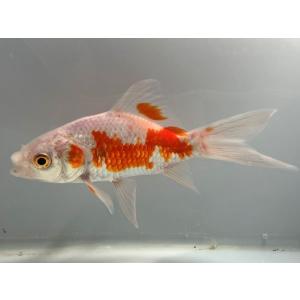 コメット 1番 全長約12.5センチ 金魚 ki...の商品画像