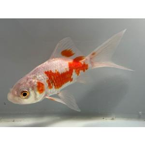 コメット 1番 全長約12.5センチ 金魚 k...の詳細画像1