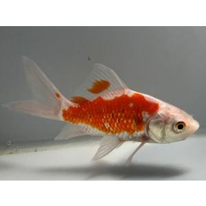 コメット 1番 全長約12.5センチ 金魚 k...の詳細画像2
