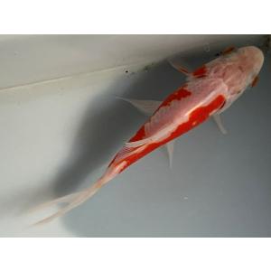 コメット 1番 全長約12.5センチ 金魚 k...の詳細画像3