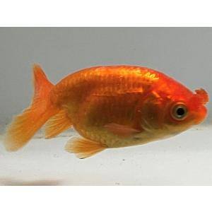 金魚花房の商品一覧 通販 Yahoo ショッピング