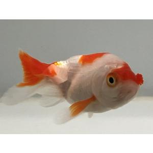 金魚花房の商品一覧 通販 Yahoo ショッピング