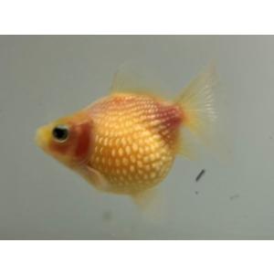 丸い 鑑賞魚生体 の商品一覧 熱帯魚 アクアリウム用品 ペット用品 生き物 通販 Yahoo ショッピング