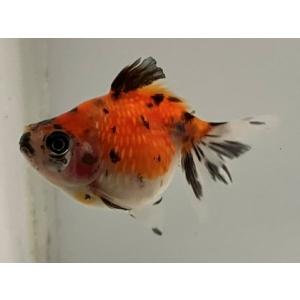 金魚育成用最高級餌 極 1 3 1kgらんちゅう和金オランダ琉金ピンポンパール Esupport Vn