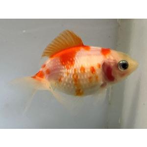 金魚パールスケール ペット用品 生き物 の商品一覧 通販 Yahoo ショッピング