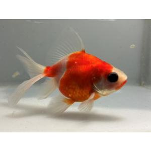 きんぎょ本舗 - Yahoo!ショッピング