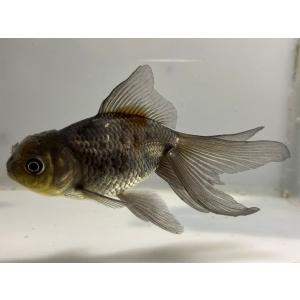 きんぎょ本舗 - Yahoo!ショッピング