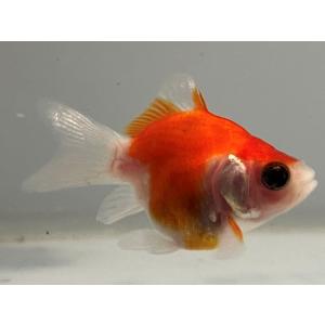 福だるま 金魚の商品一覧 通販 Yahoo ショッピング