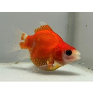 金魚 だるま琉金の商品一覧 通販 Yahoo ショッピング