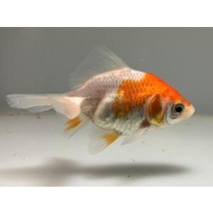 即納&大特価】 へたれ金魚さん専用 決済分 エレキギター - www