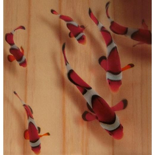 カクレクマノミ ニモ 樹脂金魚アート 結 日本製 ハンドメイド 手作り 3D金魚 プレゼント 海水魚...