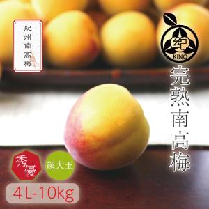 完熟 南高梅【 秀優品 4Lサイズ 10kg 】梅干し用 クール便 送料無料 本場紀州産 和歌山 みなべ 田辺 生梅 梅 大玉 大粒 紀州の旬マルシェ 紀の｜kino-kishu