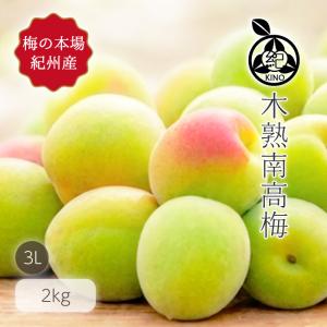 本場紀州産 木熟南高梅 3L 3kg ほんのり熟した香り高い南高梅 梅干し用