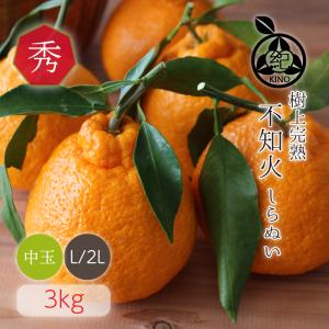 不知火ーしらぬいー【 秀品 L/2L サイズ(中...の商品画像