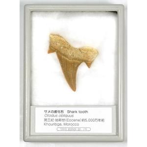 アロサウルスの爪（レプリカ） FR007 : 紀伊國屋書店Yahoo!店 - 通販