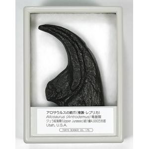 ティラノサウルスの歯（レプリカ） FR013 : 紀伊國屋書店Yahoo!店