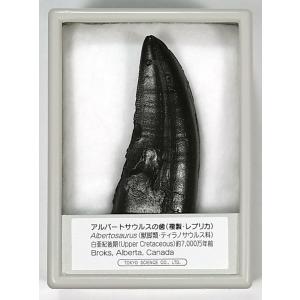 ティラノサウルスの歯（レプリカ） FR013 : 紀伊國屋書店Yahoo!店
