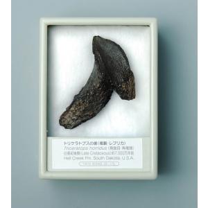 ティラノサウルスの歯（レプリカ） FR013 : 紀伊國屋書店Yahoo!店